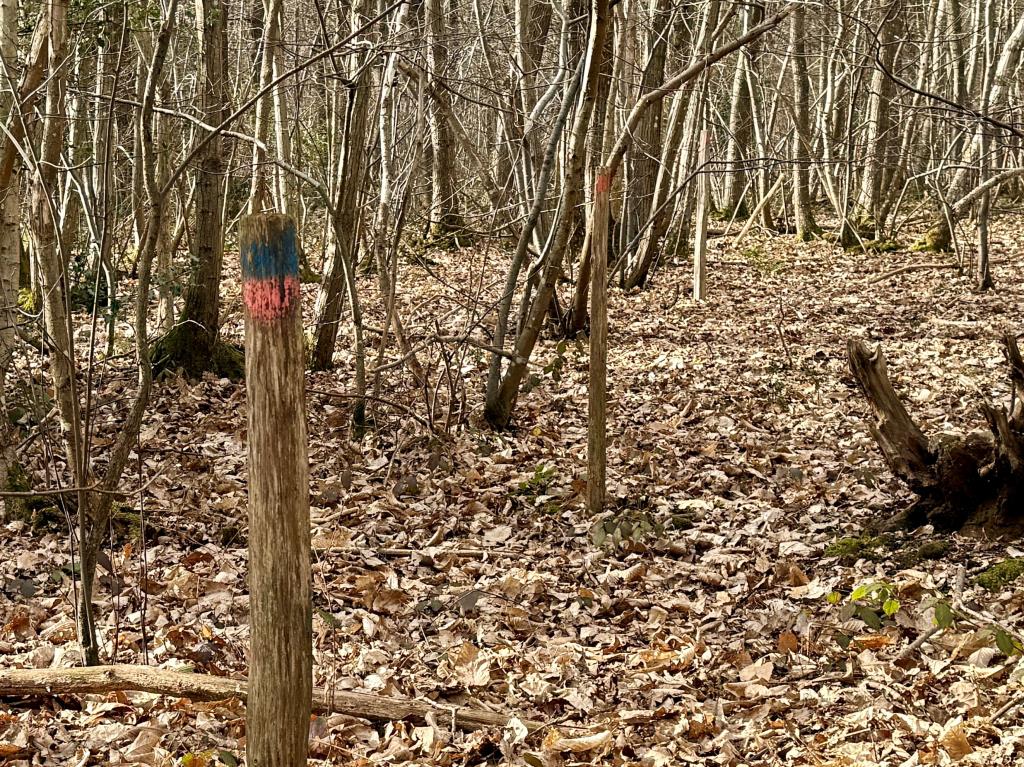 Lot: 2 - APPROX. 9.5 ACRES OF WOODLAND - Boundary markers